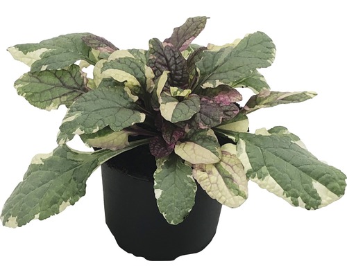 Pestrofarebný zbehovec plazivý v kvetináči