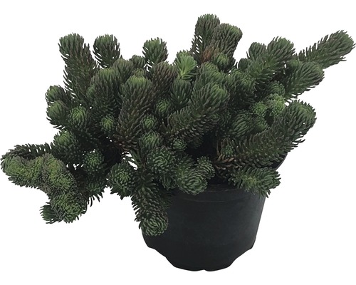 Rozchodník v kvetináči