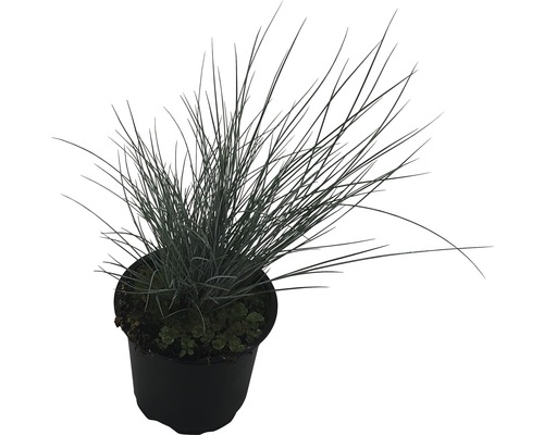 Kostrava sivá v kvetináči