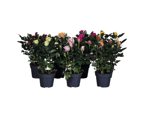 Izbová ruža PatioHit® MIX FloraSelf 30-40 cm kvetináč Ø 13 cm 1 ks, rôzne odrody Niekoľko ružových kríkov v kvetináčoch s rôznofarebnými ružami