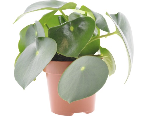 Pieprovec trpasličí FloraSelf Peperomia polybotrya 'Raindrop' 20-30 cm kvetináč Ø 12 cm