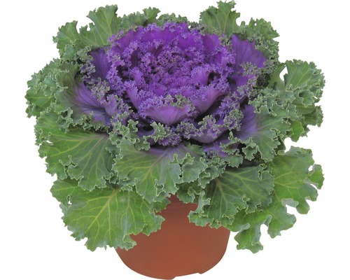 Okrasná kapusta FloraSelf Brassica hybrid kvetináč Ø 12 cm