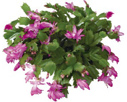 Vianočný kaktus FloraSelf Schlumbergera bridgesii cca 10-20 cm kvetináč Ø 14 cm Kvitnúca izbová rastlina vianočný kaktus so zelenými listami a ružovými kvetmi