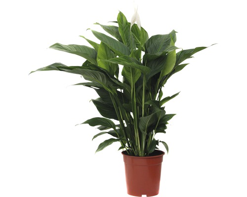 Lopatkovec, túlcovka kolumbijská FloraSelf Spathiphyllum wallisii výška 90-105 cm kvetináč Ø 21 cm