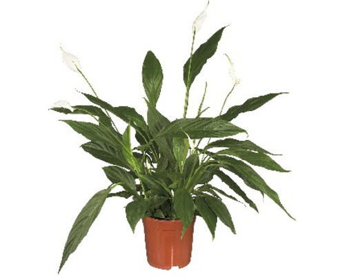 Lopatkovec FloraSelf Spathiphyllum wallisii 'Sweet Sebastiano' výška 100-110 cm kvetináč Ø 24 cm