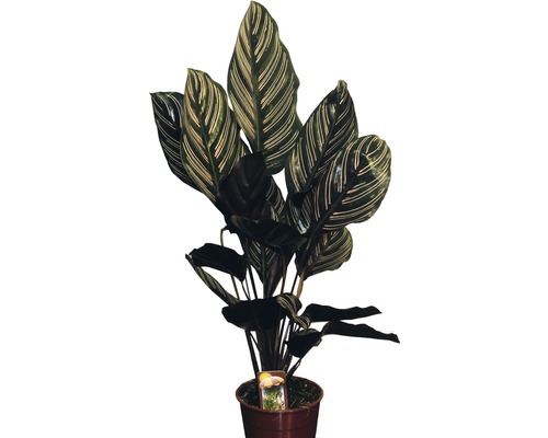 Kalatea FloraSelf Calathea ornata výška 45-55 cm kvetináč Ø 14 cm