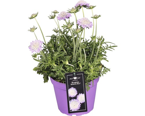 Hlaváč fialový FloraSelf Scabiosa 'Butterfly Blue' výška 10-20 cm kvetináč 1,5 l