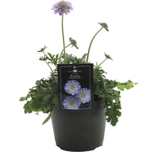 Škarda křídlatá Butterfly Blue v kvetináči