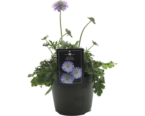 Škarda křídlatá Butterfly Blue v kvetináči