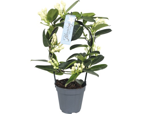 Vencovec kvetnatý FloraSelf Stephanotis floribunda výška 20 cm kvetináč Ø 7,5 cm Voňavý jazmín v kvetináči s oporou na popínanie