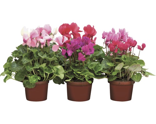 Cyklámen perzský FloraSelf Cyclamen persicum kvetináč Ø 12 cm 1 ks, rôzne farby Tri cyklámeny v kvetináčoch