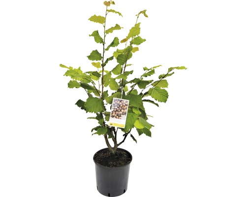 Lieska v kvetináči