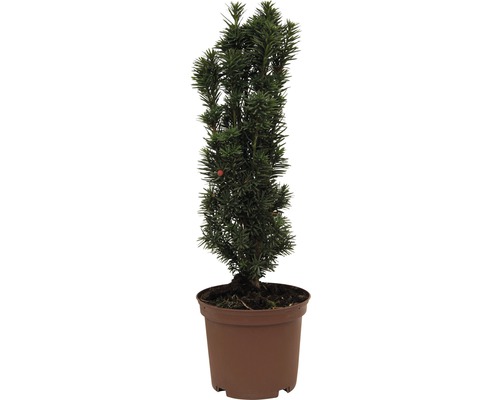 Tis červený FloraSelf Taxus baccata 'Fastigiata Robusta' výška 30-40 cm kvetináč 3,5 l stĺpovitý