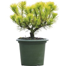 Žltozelená zakrpatená borovica v kvetináči