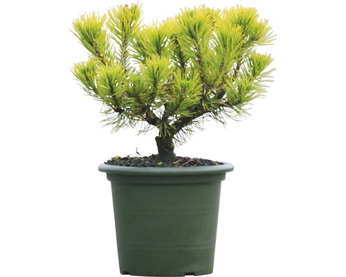 Žltozelená zakrpatená borovica v kvetináči