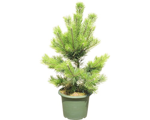 Borovica v kvetináči