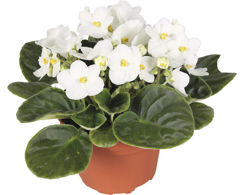 Fialka africká mix FloraSelf Saintpaulia 20 cm kvetináč Ø 12 cm 1 ks, rôzne druhy Africká fialka s bielymi kvetmi v kvetináči