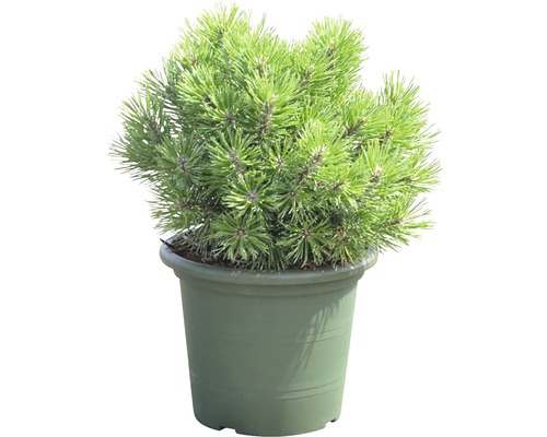 Borovica horská Botanico Pinus mugo 'Mops' výška 20-25 cm kvetináč 3,7 l