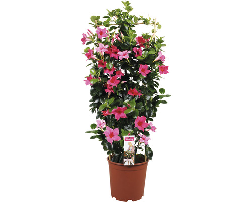 Dipladenia mandevila na špalieri FloraSelf celková výška cca 90 cm Ø 21 cm kvetináč ružová