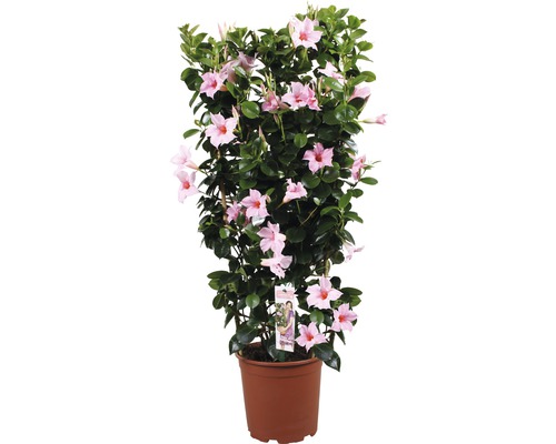 Dipladenia mandevila na špalieri svetlo ružová FloraSelf celková výška cca 90 cm kvetináč Ø 21 cm