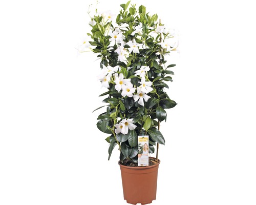 Dipladenia mandevila na špalieri biela FloraSelf celková výška cca 90 cm kvetináč Ø 21 cm