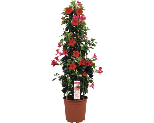 Mandevila dipladenia špalier FloraSelf celková výška cca 90 cm Ø 21 cm kvetináč červená