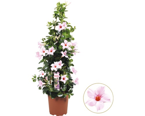 Mandevila dipladénia na špalieri svetloružová FloraSelf Dipladenia mandevilla celková výška cca 90 cm kvetináč Ø 21 cm