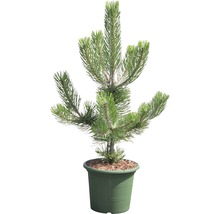 Borovica čierna zakrpatená Botanico Pinus nigra 'Oregon Green' výška 40-60 cm kvetináč 6 l