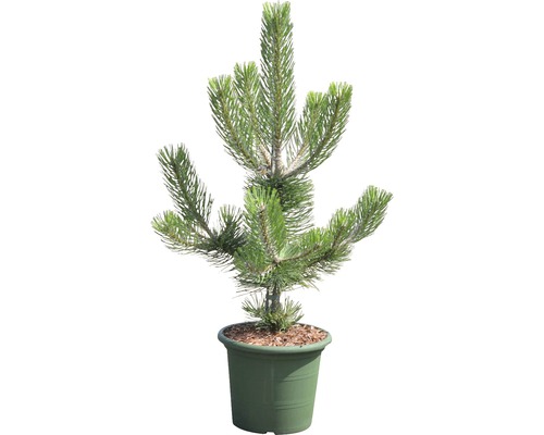 Borovica v kvetináči