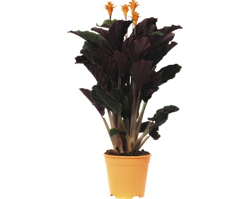 Kalatea FloraSelf Calathea crocata 'Tassmania' výška 45-50 cm kvetináč Ø 14 cm