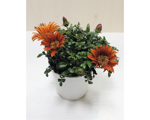 Gazánia FloraSelf Gazania rigens kvetináč Ø 18 cm