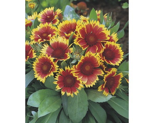 Kokarda veľkokvetá FloraSelf Gaillardia x grandiflora 'Kobold' 5-20 cm kvetináč 0,5 l