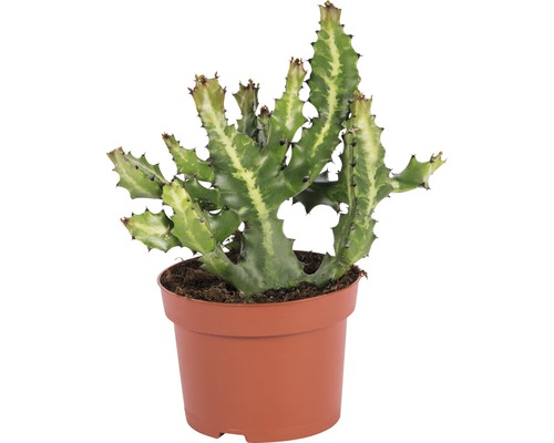 Euphorbia v kvetináči