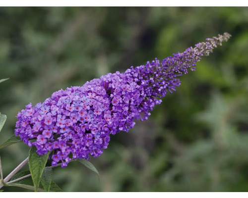Kvetenstvo rastliny budleja Davidova