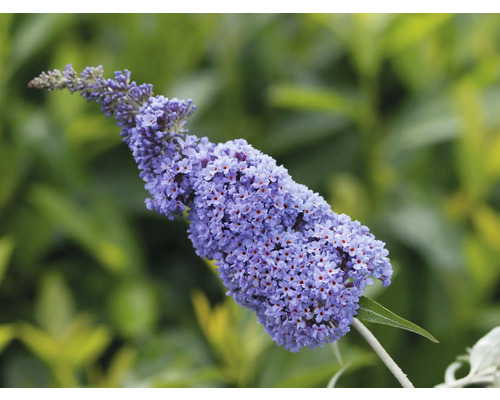 Letný orgován, Komule Davidova Buddleja davidii mix 'Summer Kids'® 40-60 cm kvetináč 5 l, rôzne farby