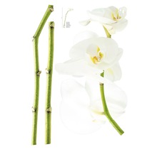 Orchidea s bielymi kvetmi a zeleným stonkom
