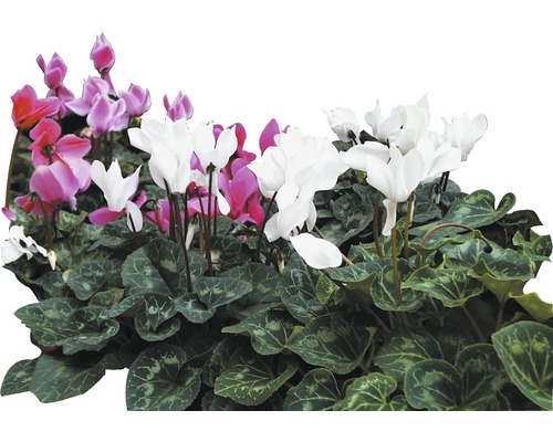 Cyklámen Cyclamen midi kvetináč Ø 10 cm 1 ks, rôzne farby