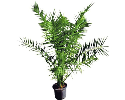 Izbová rastlina Araukária v kvetináči