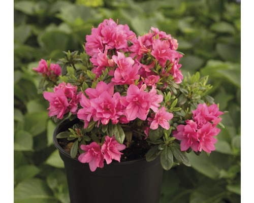 Azalka japonská FloraSelf Rhododendron obtusum výška 25-30 cm kvetináč 3 l ružová