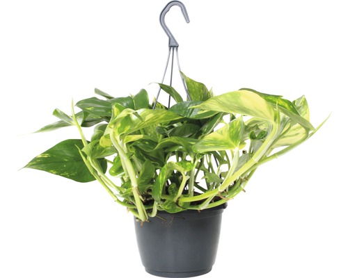 Šplhavnica, šplhavník závesný FloraSelf Scindapsus aureum výška 34-45 cm kvetináč Ø 15 cm Závesná rastlina v kvetináči s hákom na zavesenie