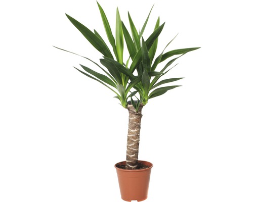 Juka obrovská FloraSelf Yucca elephantipes 60-70 cm kvetináč Ø 14 cm