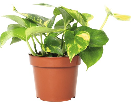 Šplhavnica, šplhavník FloraSelf Scindapsus aureum 20-30 cm kvetináč Ø 12 cm 1 ks Zlatý potos izbová rastlina v kvetináči