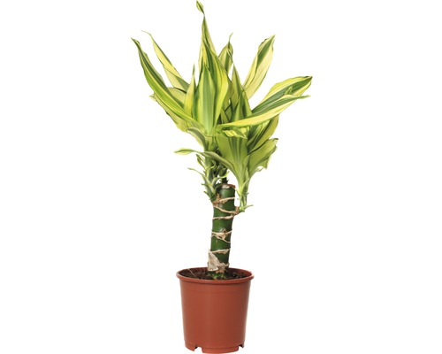 Dracena FloraSelf Dracaena fragrans 'Yellow Coast' 40-50 cm kvetináč Ø 11 cm