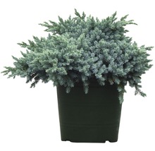 Modrá borievka šupinatá FloraSelf Juniperus squamata 'Blue Star' 25-30 cm kvetináč 3,7 l