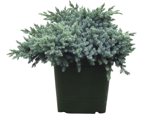 Modrá borievka šupinatá FloraSelf Juniperus squamata 'Blue Star' 25-30 cm kvetináč 3,7 l