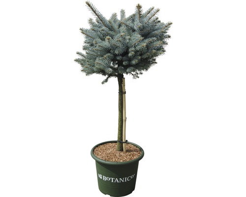 Smrek pichľavý na kmienku FloraSelf Picea pungens 'Glauca Globosa' 40 cm kvetináč 10 l