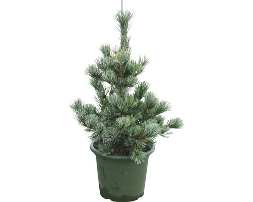 Borovica drobnokvetá modrá Botanico Pinus parviflora 'Negishi' výška 25-50 cm kvetináč 3,7 l