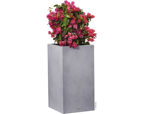 Bugenvilea v šedej kvetináčovej nádobe