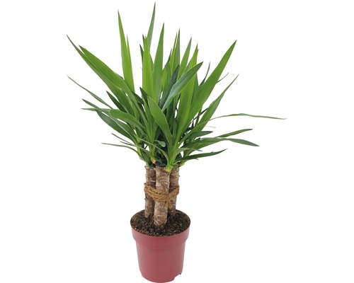 Juka obrovská, 3 kmene FloraSelf Yucca 'Maya' výška cca 60 cm kvetináč Ø 19 cm Juka izbová rastlina v kvetináči