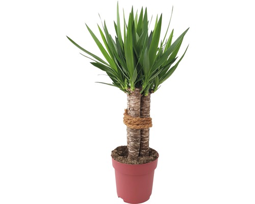 Juka obrovská, 3 kmene FloraSelf Yucca 'Maya' výška cca 90 cm kvetináč Ø 24 cm Yucca izbová rastlina v kvetináči